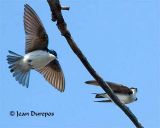 Tree Swallow Mating (Image 1)