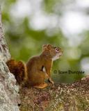 Red Squirrel