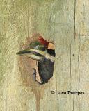Pileated Woodpecker - adult female