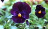 Pansies