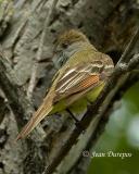  Great Crested Flycatcher