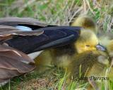  Canada Geese goslings