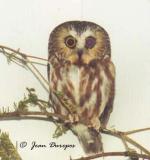 Northern Saw-whet Owl