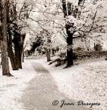 A walk through Beechwood Cemetery 