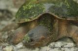 DSC_0924-ec.jpg Snapping Turtle (breeding female)
