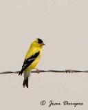  American Goldfinch