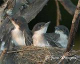  Eastern Kingbird chicks