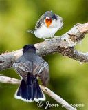 Eastern Kingbird and fledgling