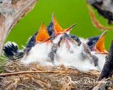  Eastern Kingbird chicks
