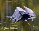  Great Blue Heron DSC_1236-ec.jpg