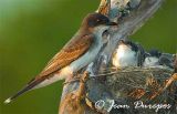  Eastern Kingbird female with her  four chicks