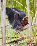  Green Heron flexing 