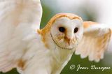  Barn Owl