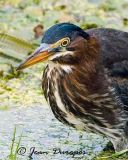  Green Heron