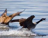 Canada Geese making a soft landing