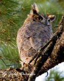 Great Horned Owl  (juvenile)