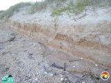 MMSNEFlStudy-Coastal Erosion-ShellHashBeds1.JPG