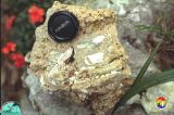 Sinkhole fill with bone fragments Citrus Co.jpg