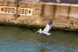 Pelicans After Fish