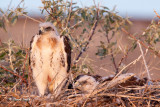 Ferruginous Hawk Fledgling-2510