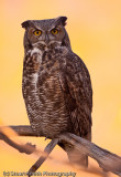 Great Horned Owl 10212010-0330