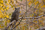 Great Horned Owl 10212010-0298