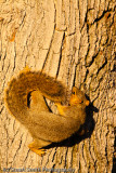 Squirrel eating insects out of cracks in tree bark-0635