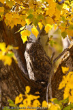 Great Horned Owl 10222010-0362