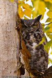 Great Horned Owl 10222010-0391