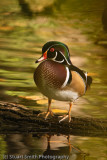 Wood Duck male 1406