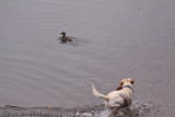 Berti and the duck-2169