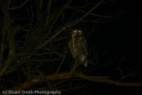 Owls Eyes Glowing at Night-2652