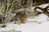 Cottontail Rabbit-2768