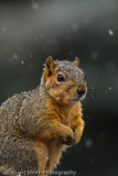 Squirrel in snow shower-2962
