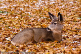 Mule Deer yearling bedded in leaves-2516