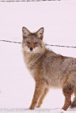 Coyote 3759