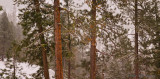 Snowflakes and Pines 3745