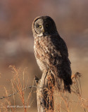 Great Gray Owl on a fence post at sunset 3848
