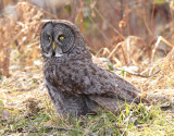 Great Gray Owl 3828