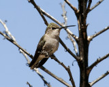 Black_Chinned_Hummingbird_1.jpg
