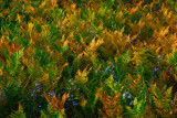 Ferns turning color