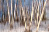 Birch trees abstract