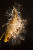 Milkweed seedpod 