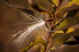 Milkweed sngl seed