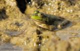 Grenouille verte