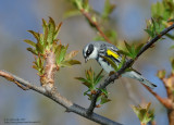 Paruline  croupion jaune (mle)