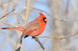 Cardinal rouge