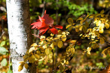 Birch in Fall