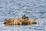 Coots with Muskrat