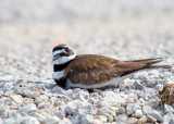 Killdeer